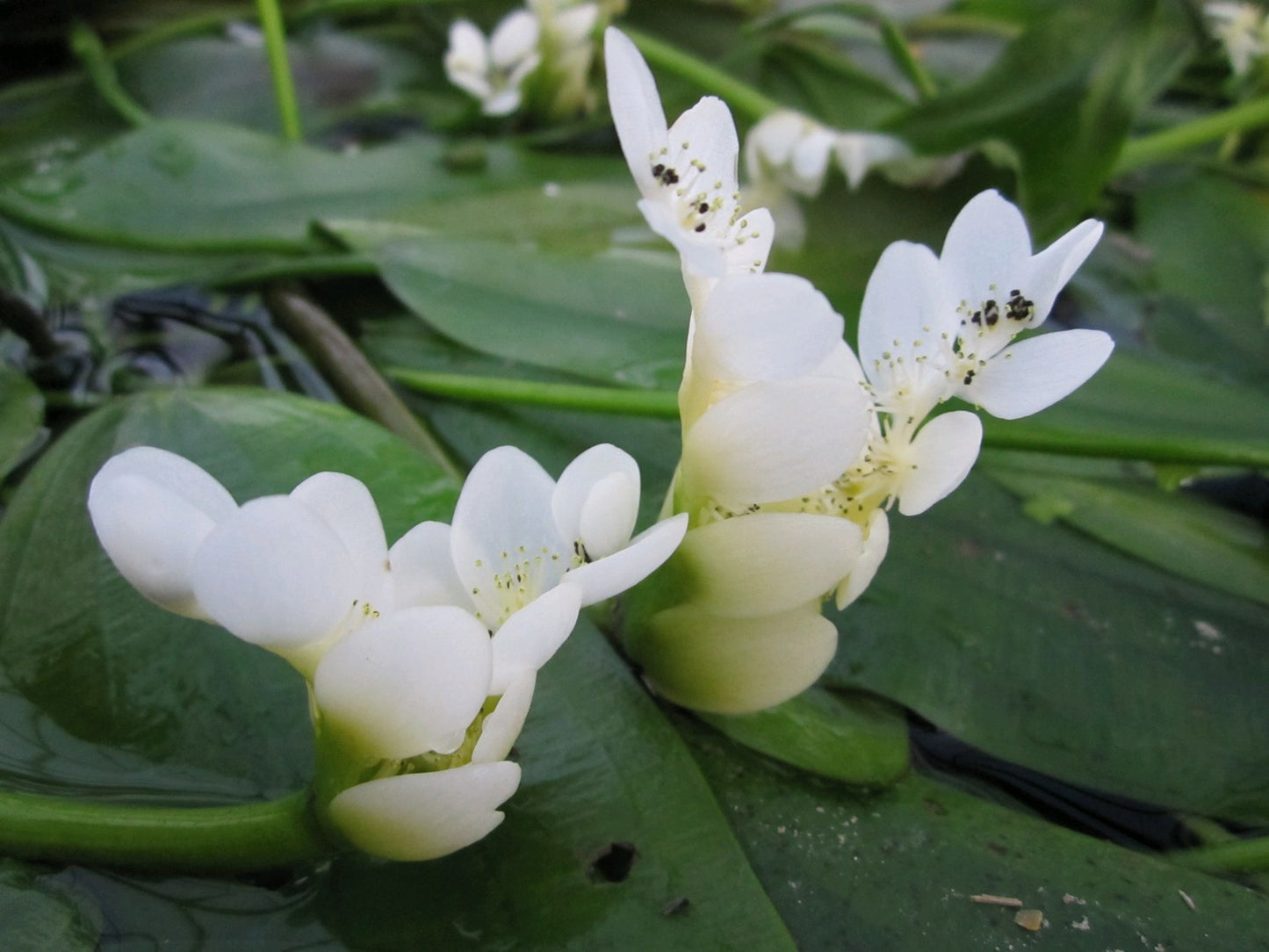 Water Hawthorn-(Aponogeton distachyos)