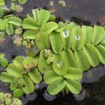 Salvinia natans X 5 Floating plants