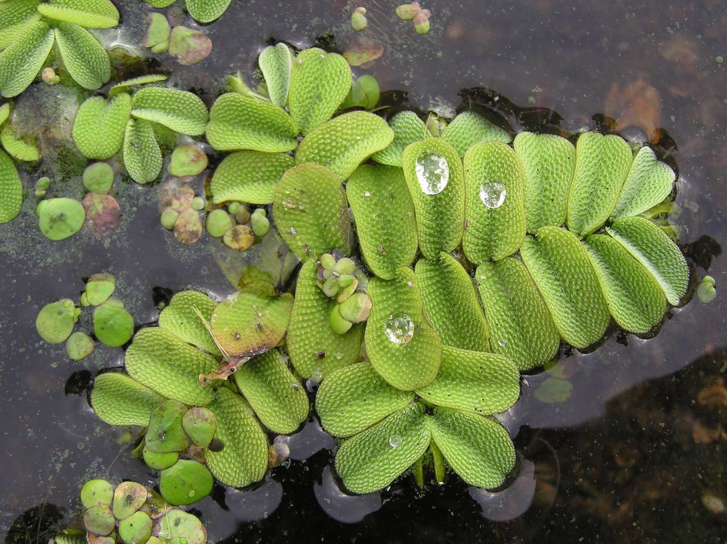 Salvinia natans X 5 Floating plants