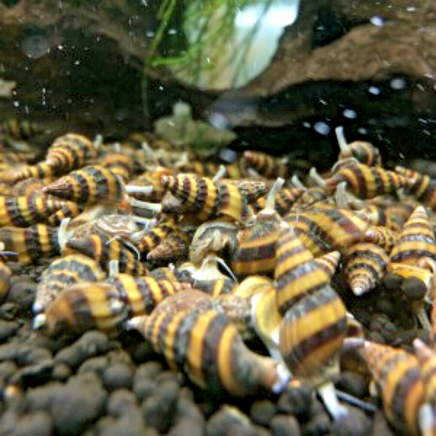 ASSASSIN SNAIL LIVE