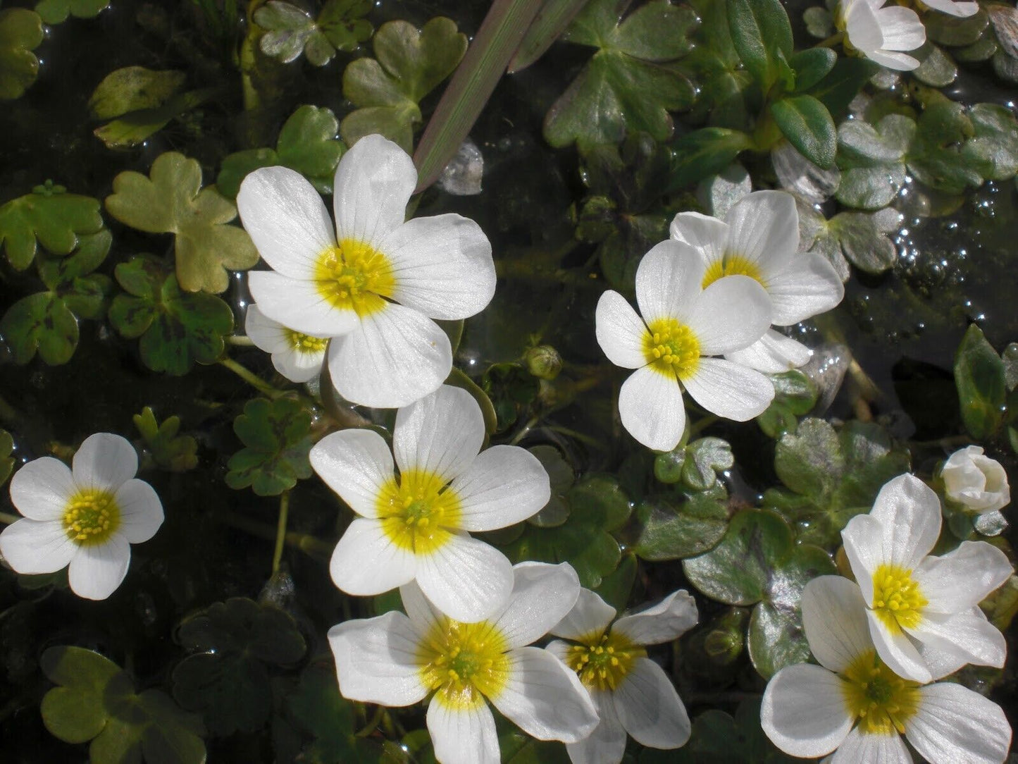 Water Crowfoot - Ranunculus Aquatilis bch OXY - Pack of 5