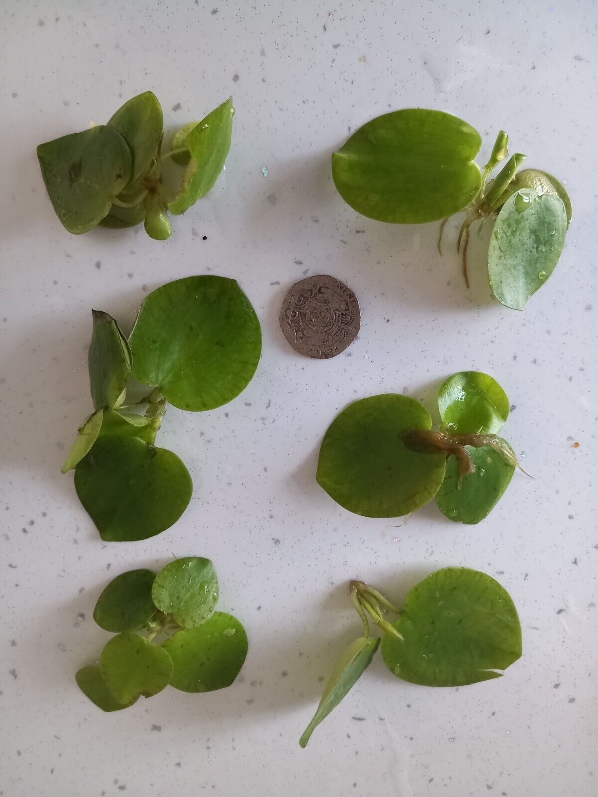 Frogbit POND / TANK. Floating Aquatic Plants