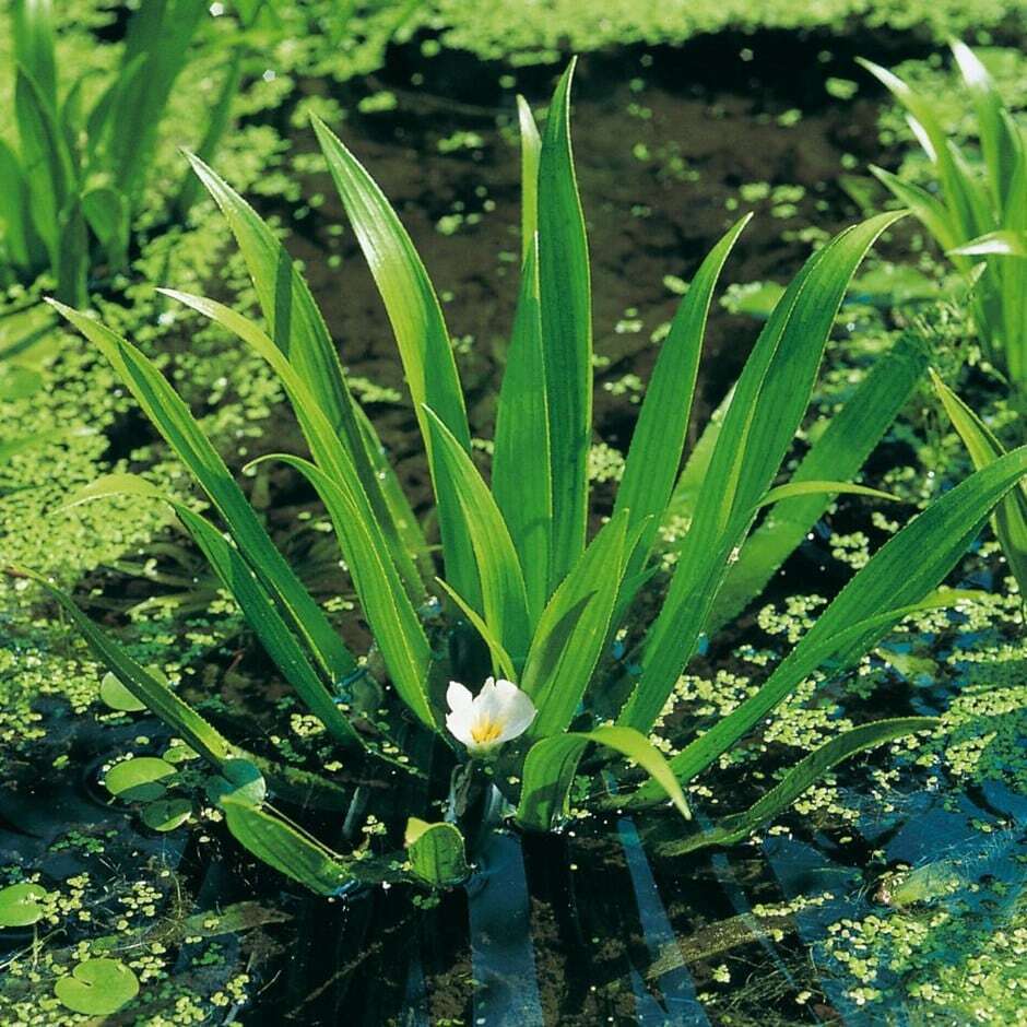 Floating Pond Plants - Water Soldiers - Oxygenating Pond Plants