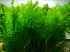 Pond Plants - Large BUNCH Elodea Densa Oxygenating Plants