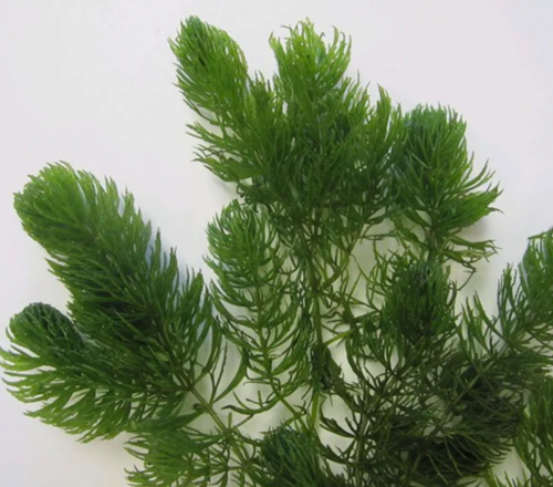 Pond Plants - Hornwort, Ceratophyllum dermersum