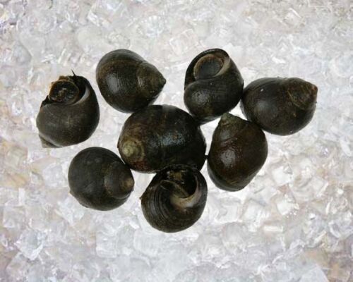 POND CLEANER STARTER PACK, Snails, mussels & Oxygenating Plants Bundle