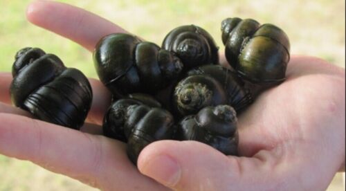 POND CLEANER STARTER PACK, Snails, mussels & Oxygenating Plants Bundle
