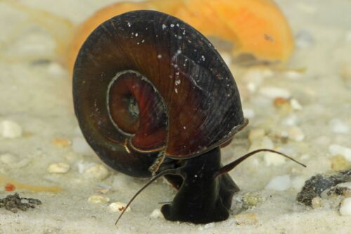 POND SNAILS ADULT RAMSHORN EAT ALGAE UK NATIVE POND SNAIL