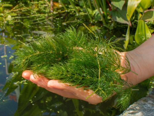 Pond Plants - Hornwort, Ceratophyllum dermersum – UK AQUATIC GARDEN ...