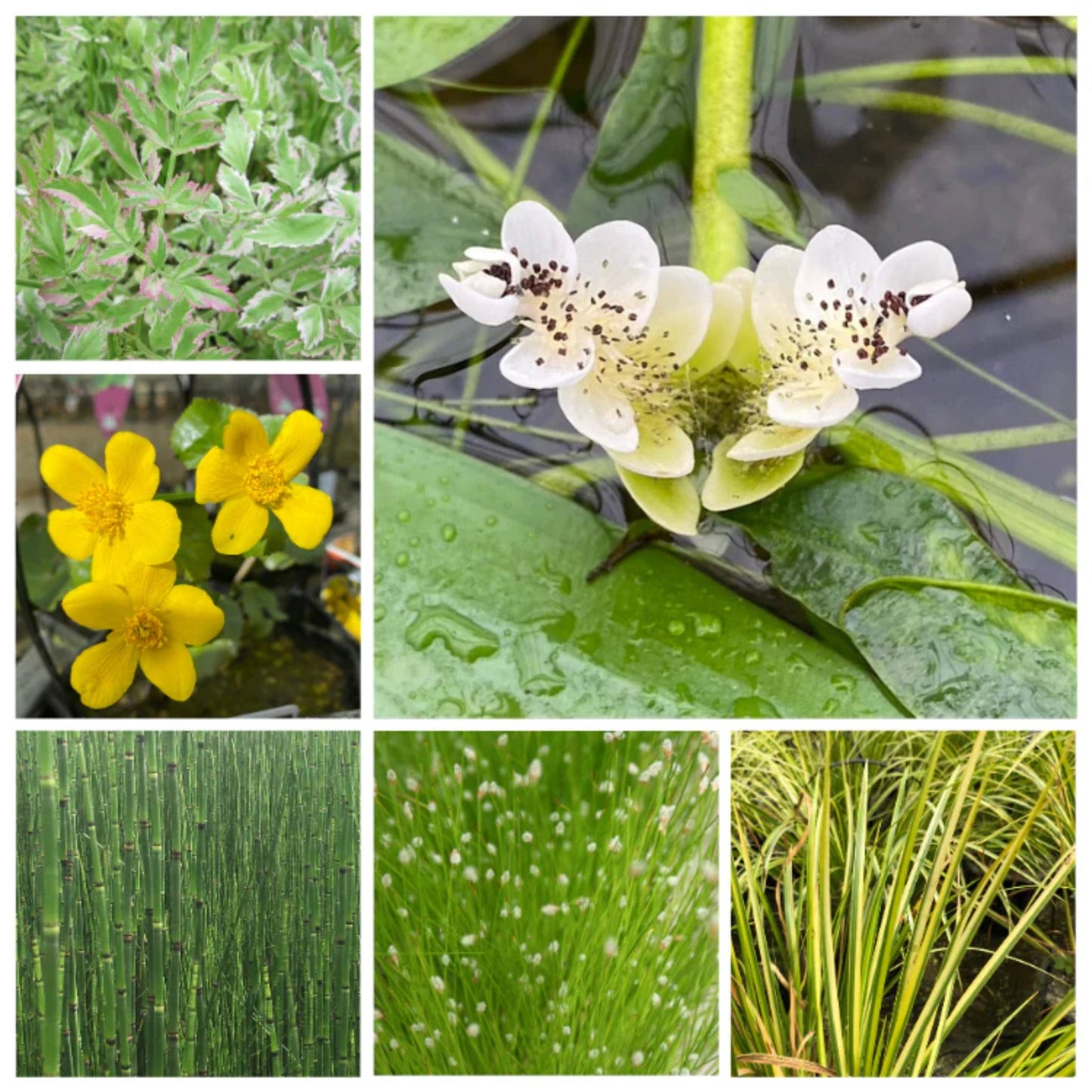 Spring Starter Pond Pack