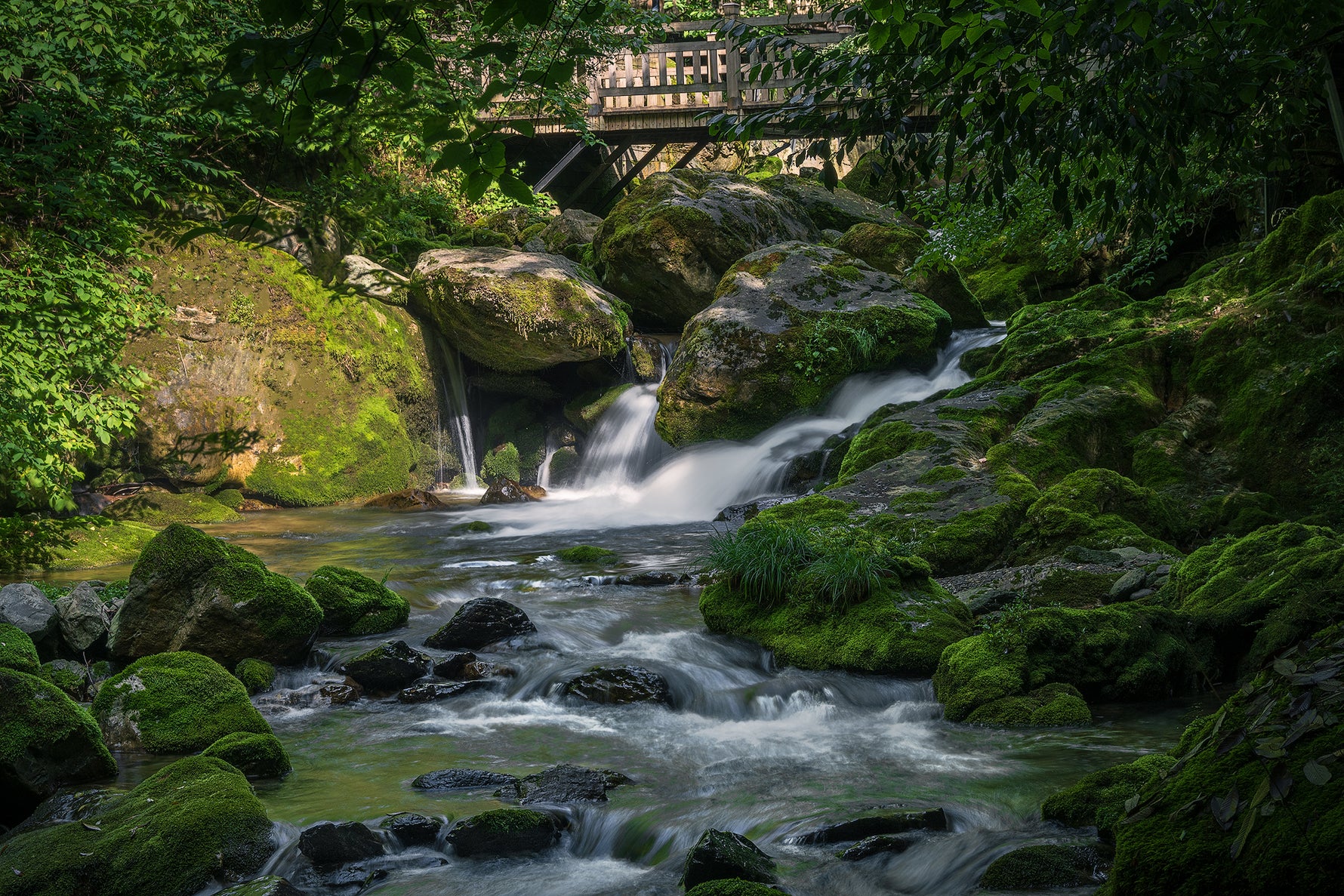 Aquatic Plants & Accessories Mealworms Calciworms UK AQUATIC GARDEN