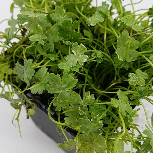 Crystal Confetti (Hydrocotyle sibthorpiodes variegata) Potted Oxygenator