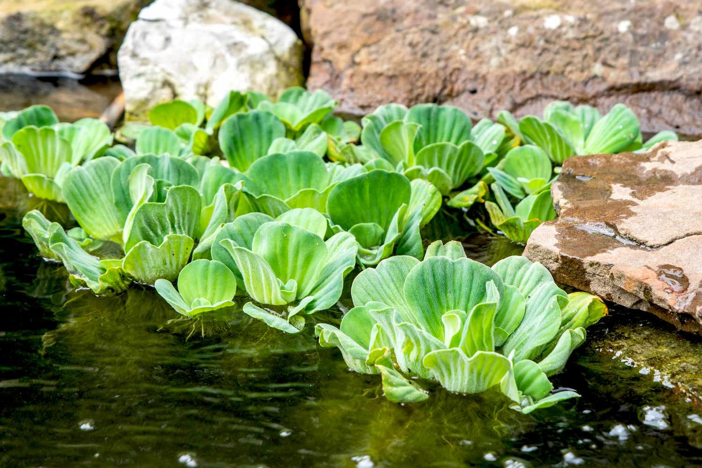 FLOATING WATER LETTUCE POND PLANTS Juvenile Plants