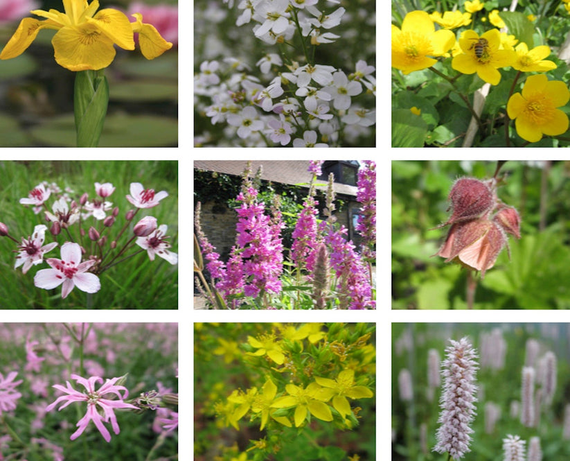 Wildlife Collection UK Native Plants UK AQUATIC GARDEN SUPPLIES